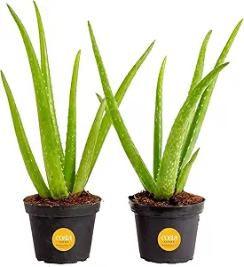 Costa Farms Aloe Vera Plants (2-Pack)