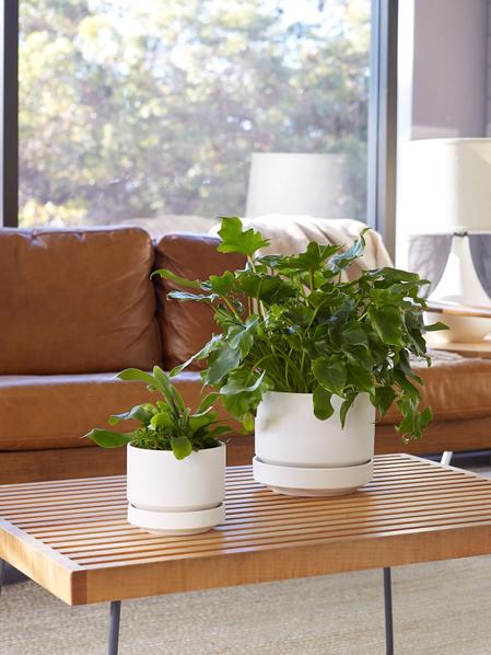 13 Best Low Light Indoor Plants for Apartments